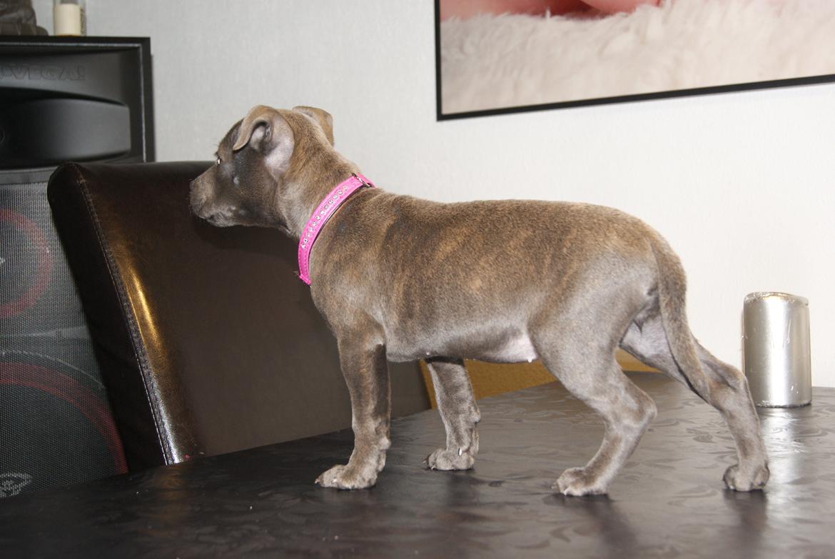 Staffordshire bull terrier Beatrice Blue Star billede 1