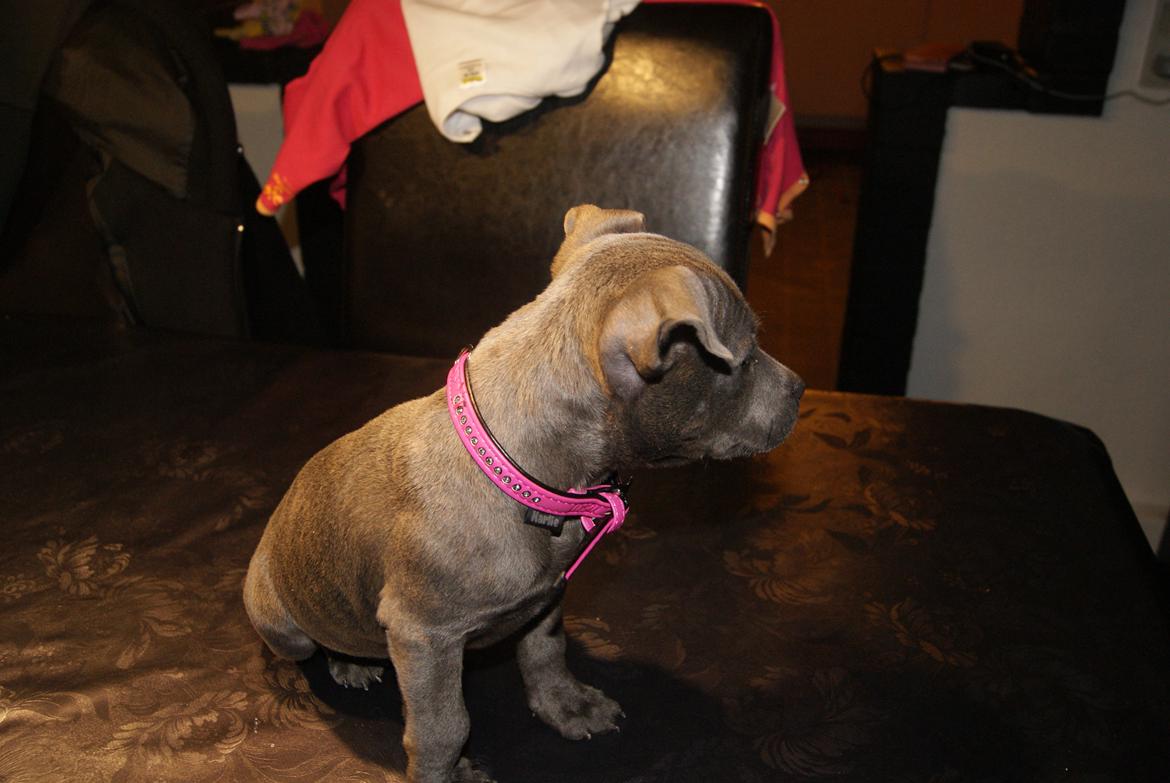 Staffordshire bull terrier Beatrice Blue Star billede 6