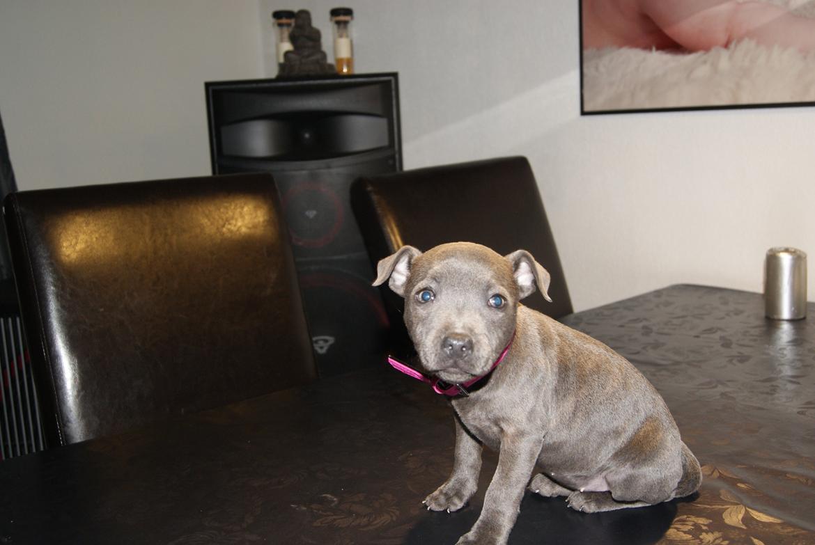 Staffordshire bull terrier Beatrice Blue Star billede 7