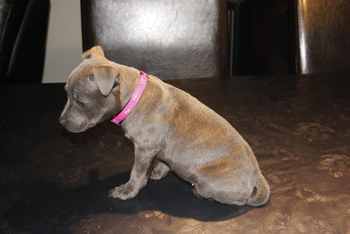 Staffordshire bull terrier Beatrice Blue Star billede 8