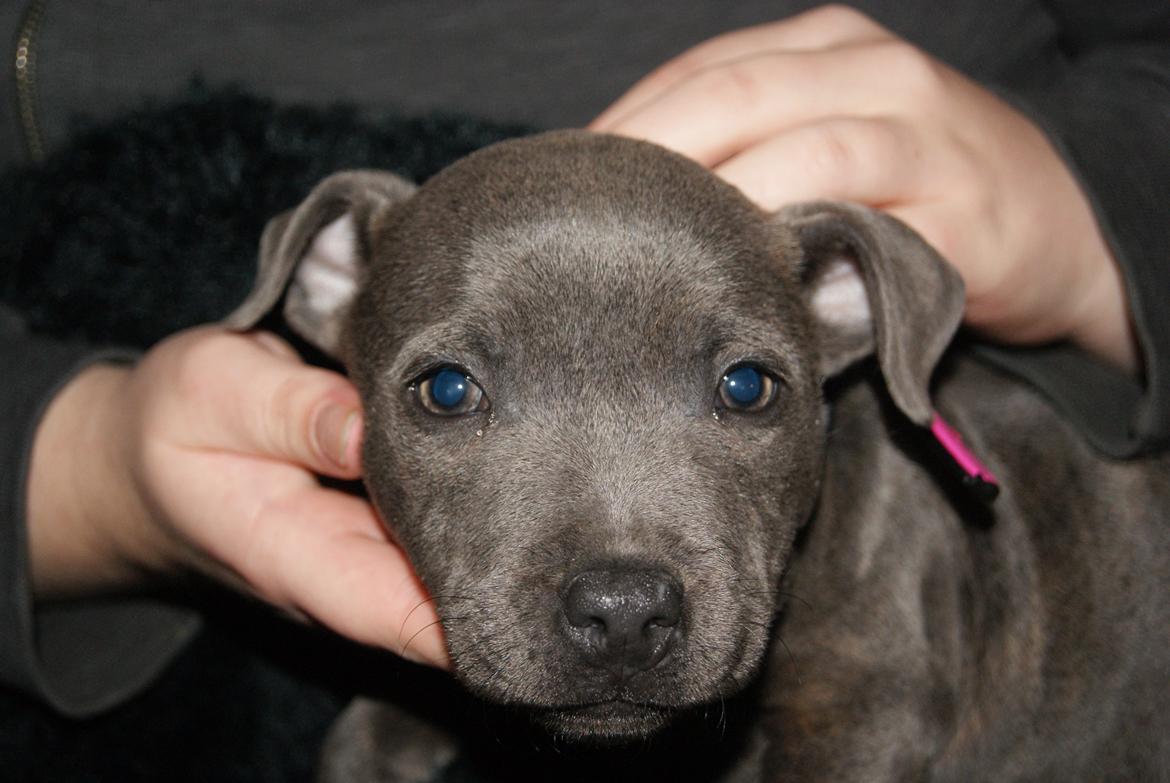 Staffordshire bull terrier Beatrice Blue Star billede 9