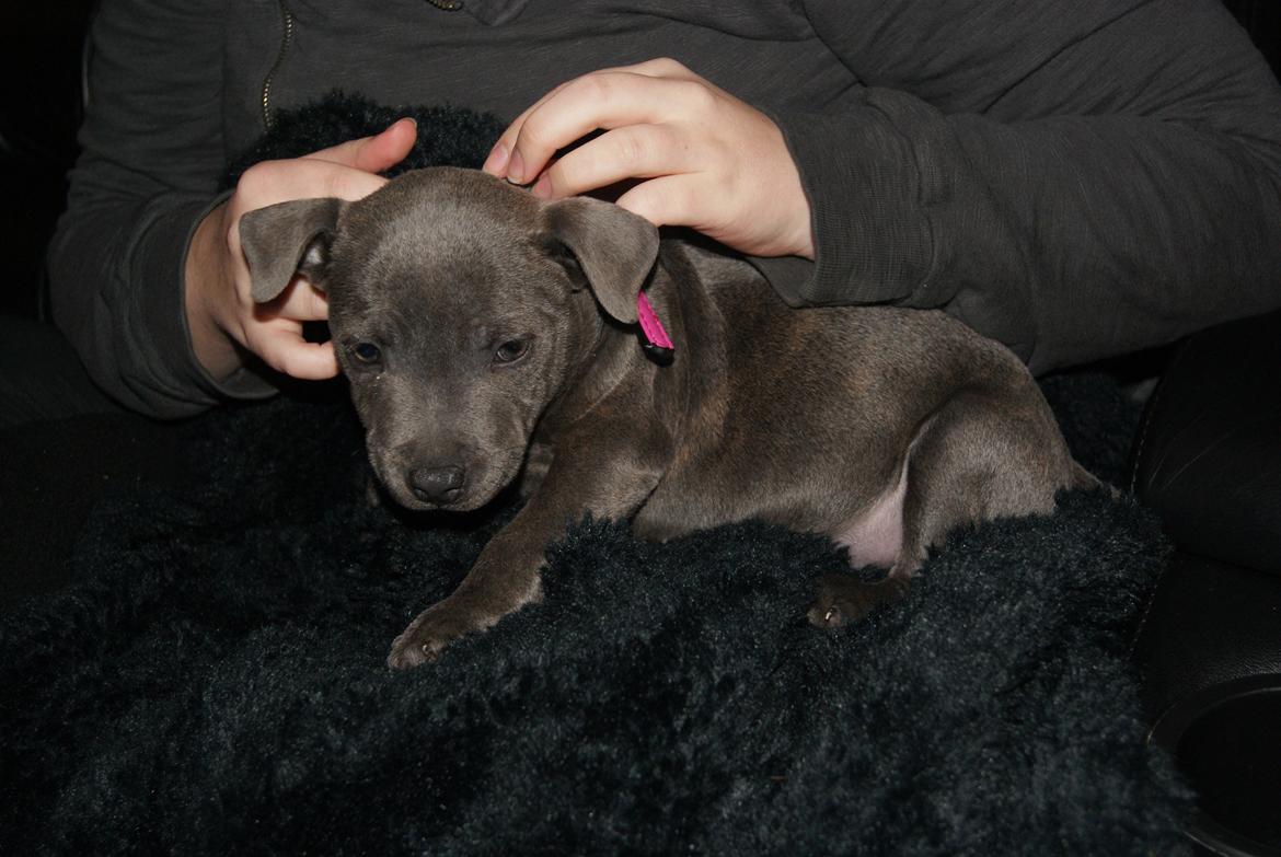 Staffordshire bull terrier Beatrice Blue Star billede 10