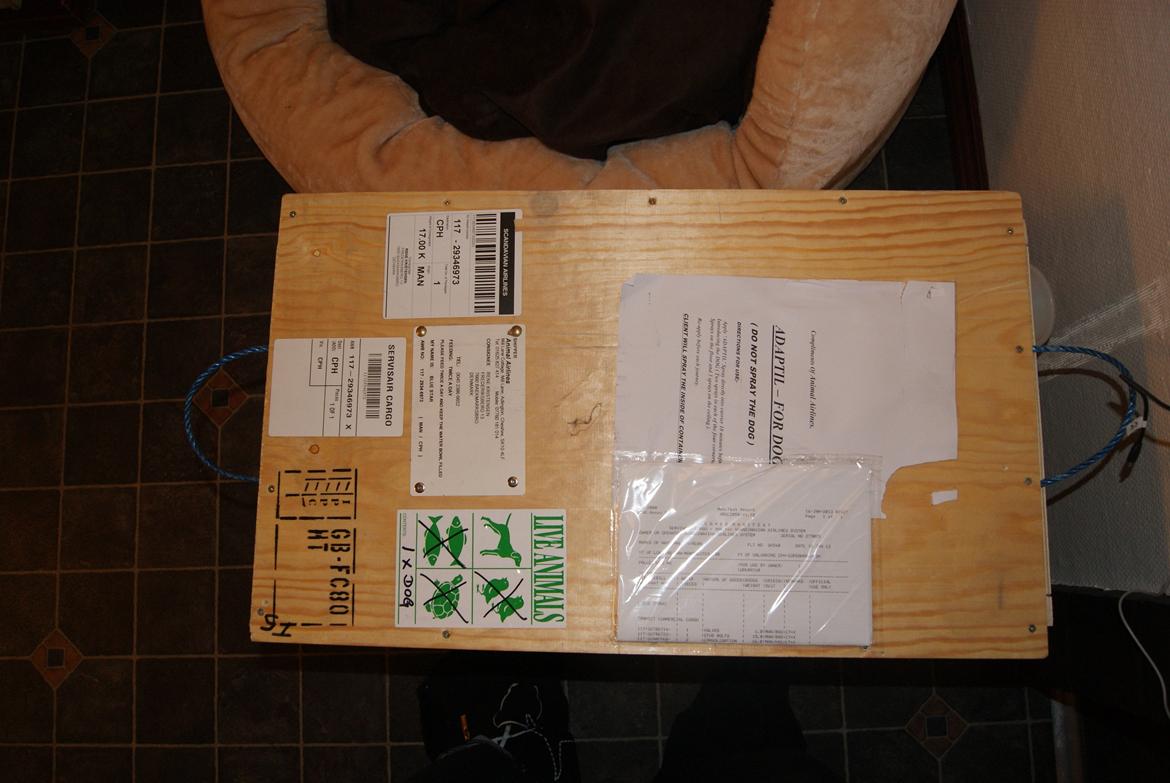 Staffordshire bull terrier Beatrice Blue Star billede 11