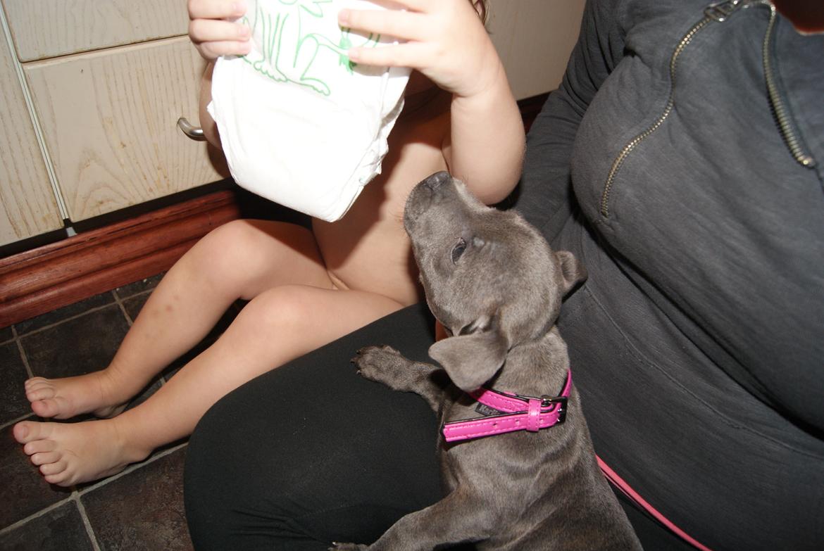 Staffordshire bull terrier Beatrice Blue Star billede 12