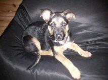 Schæferhund Chanel billede 8