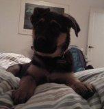 Schæferhund Chanel billede 10