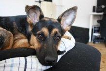 Schæferhund Chanel billede 11