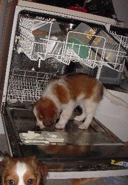 Kooikerhondje Arabella billede 8