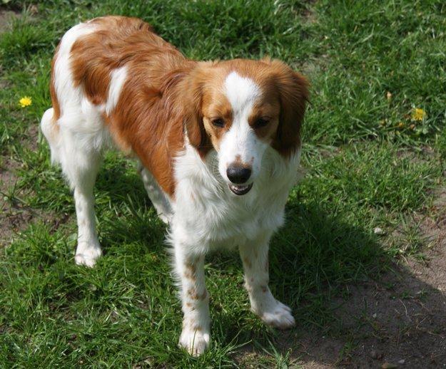 Kooikerhondje Arabella billede 9