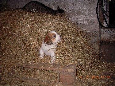 Kooikerhondje Arabella billede 10
