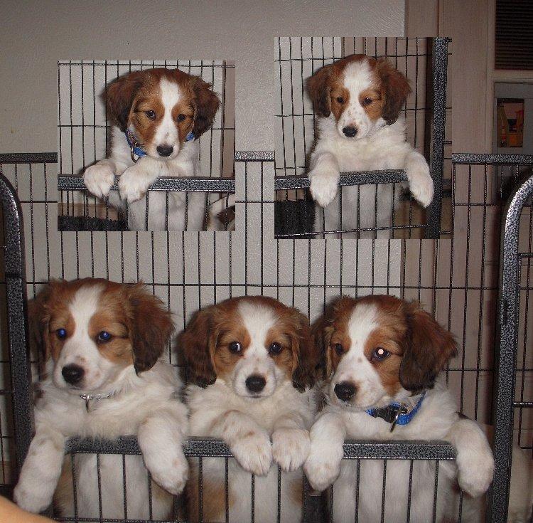 Kooikerhondje Arabella billede 11