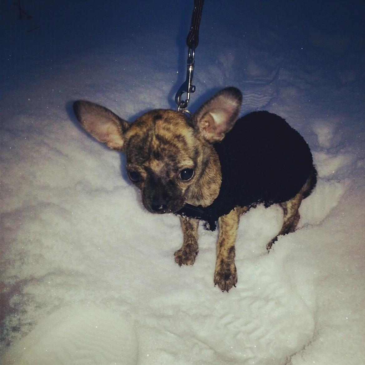 Chihuahua Kenai billede 8