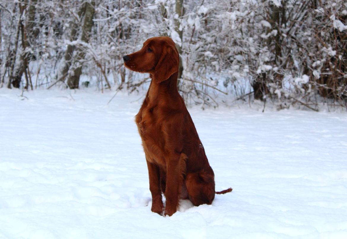 Irsk setter Cody R.F.S (run free sweetheart)  - Cody 5mdr billede 5