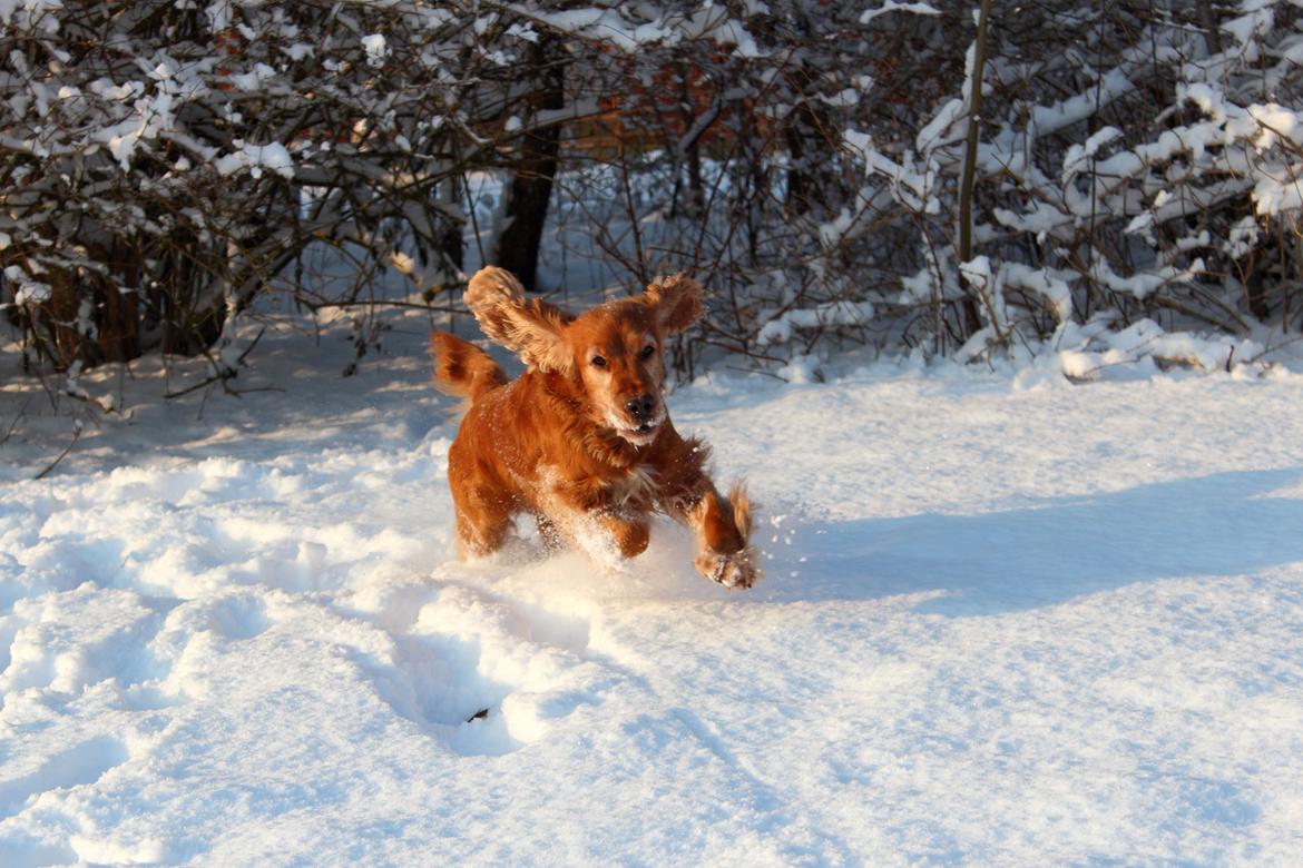 Cocker spaniel Dumle R.I.P - Fuld fart frem i sneen billede 1