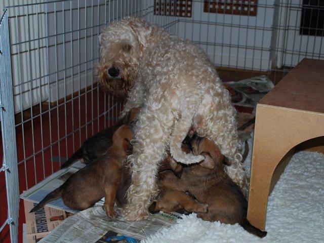 Soft-coated wheaten terrier Lulu billede 11