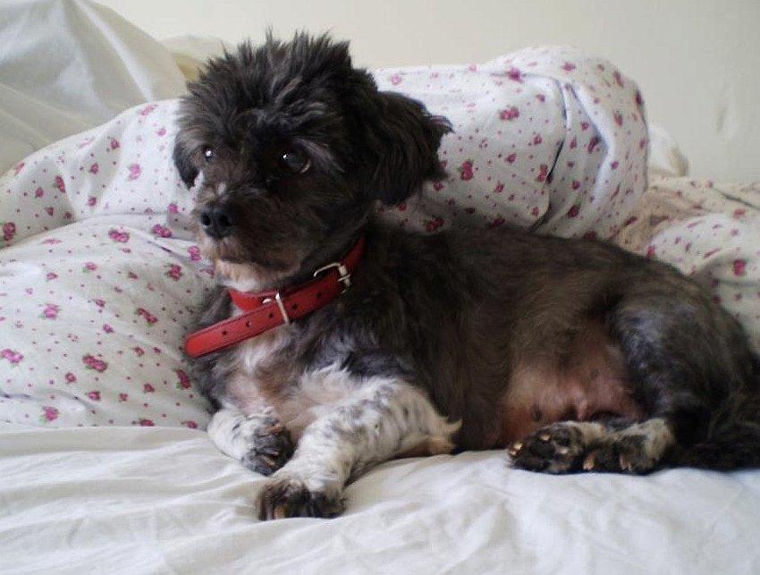 Lhasa apso Maud -Himmelhund billede 2
