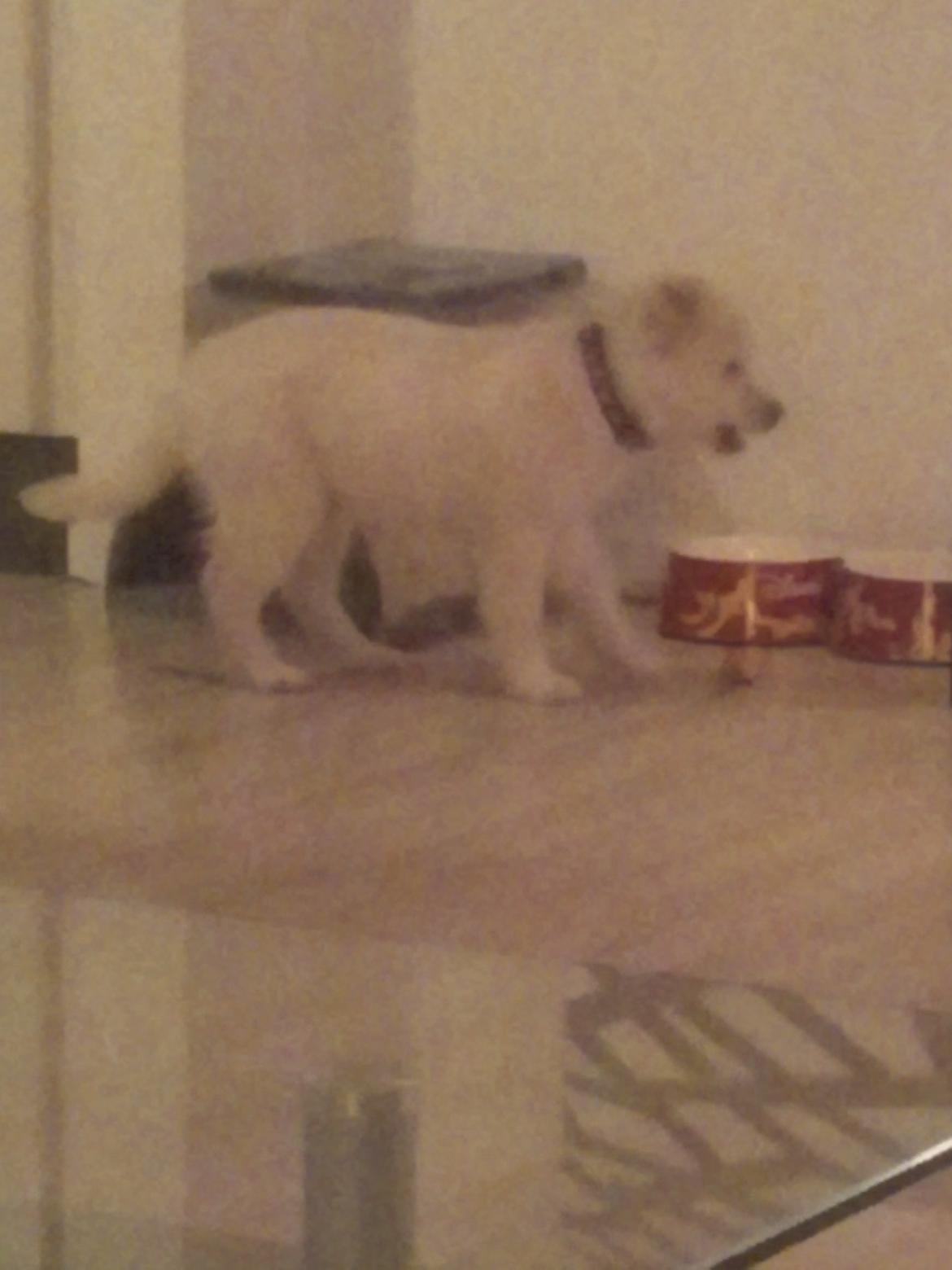 Blanding af racer lajcka billede 2