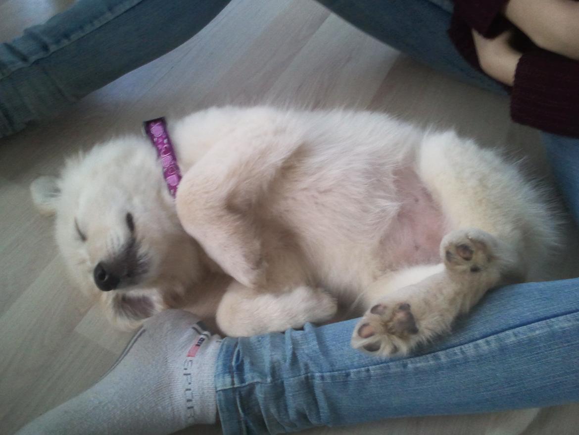 Blanding af racer lajcka billede 1