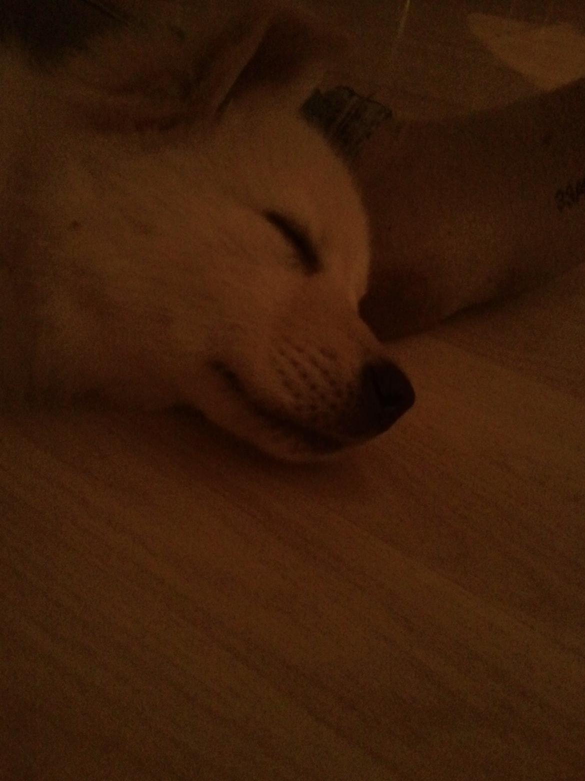 Blanding af racer lajcka billede 4