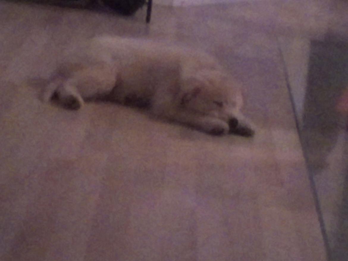 Blanding af racer lajcka billede 3