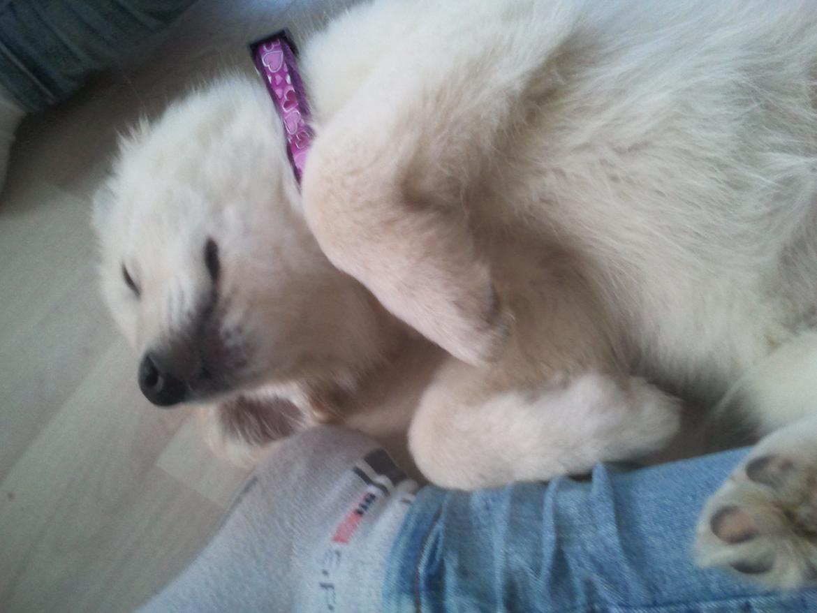 Blanding af racer lajcka billede 5