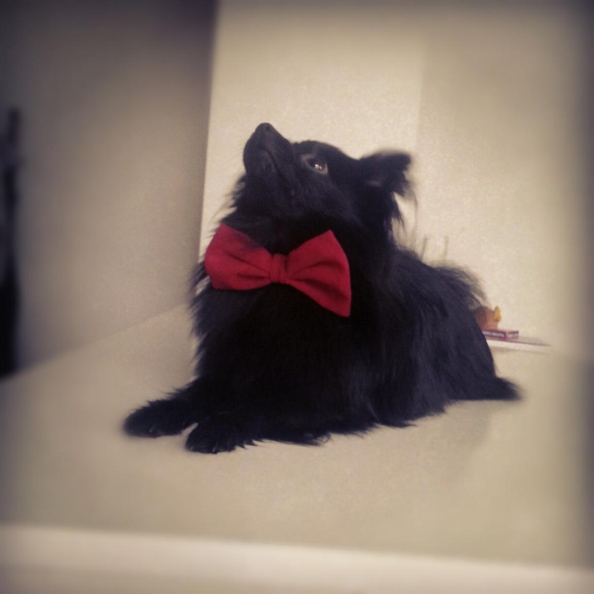 Pomeranian Louis billede 6