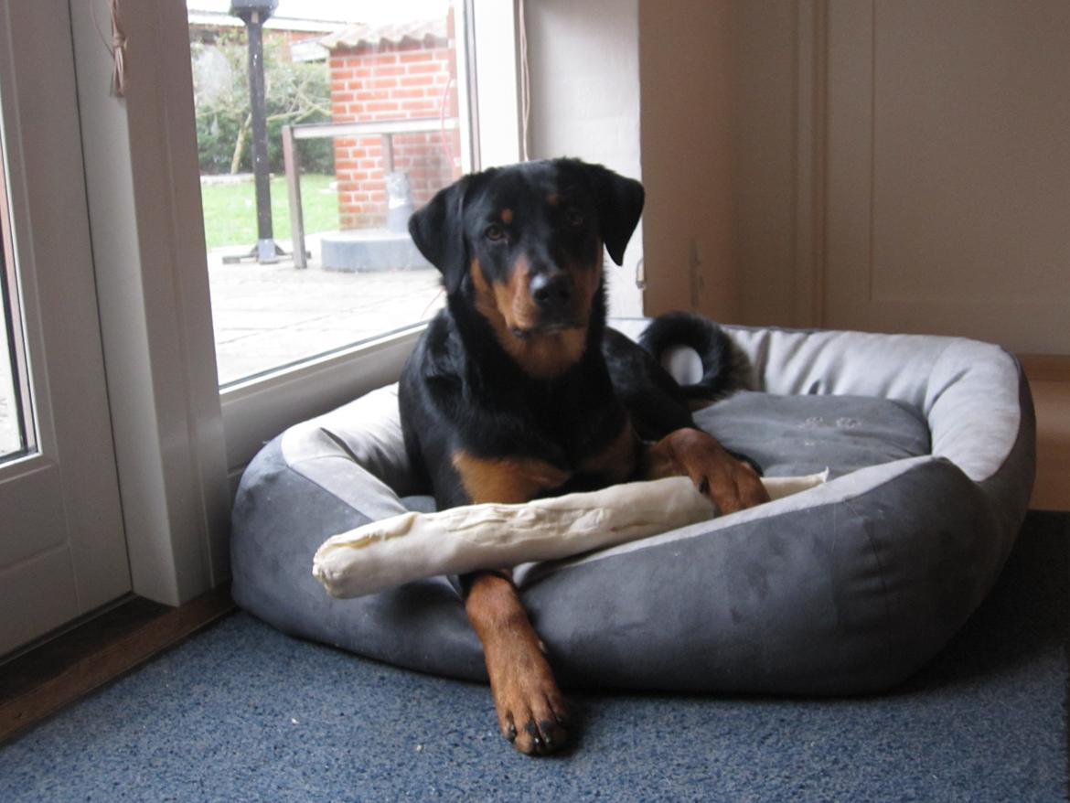 Blanding af racer Ashia - Ashia med sin julegave. Dec. 2012 billede 6