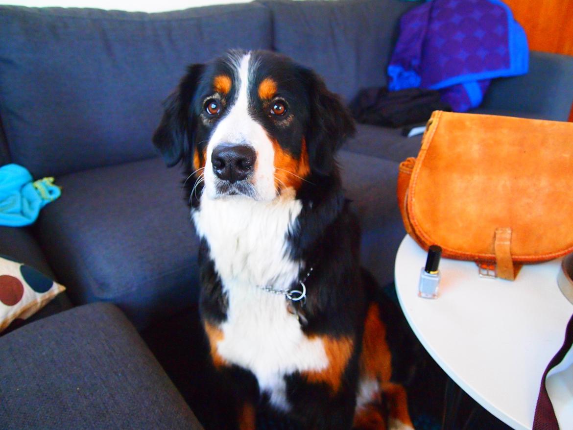 Berner sennenhund Wilma billede 15