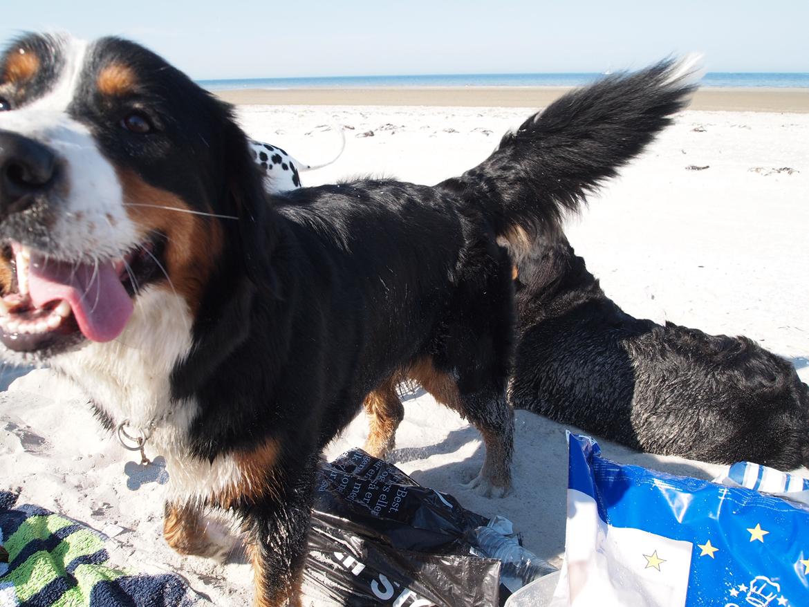 Berner sennenhund Wilma billede 16