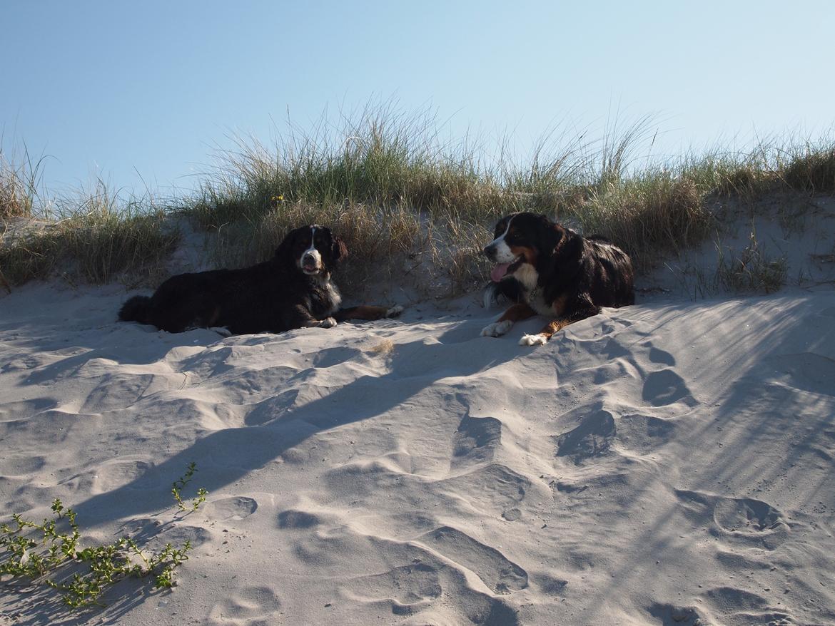 Berner sennenhund Wilma billede 17