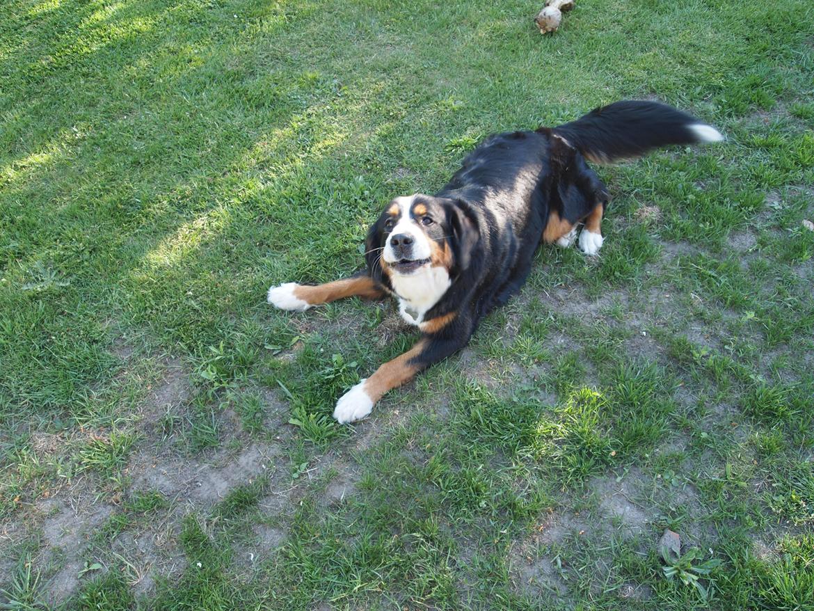 Berner sennenhund Wilma billede 18
