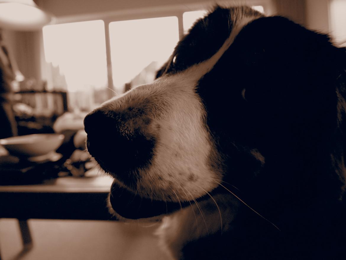 Berner sennenhund Wilma billede 19