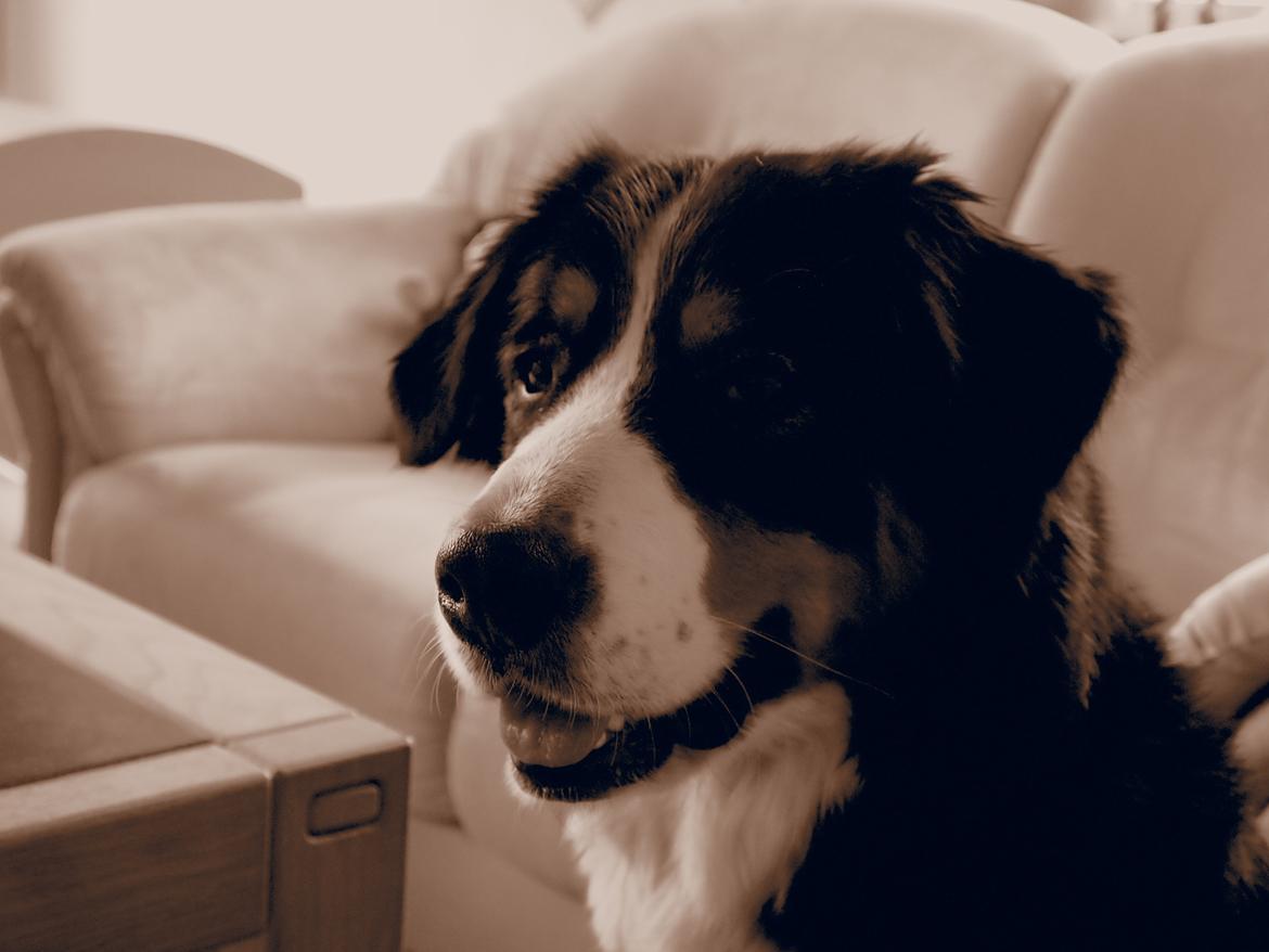 Berner sennenhund Wilma billede 20