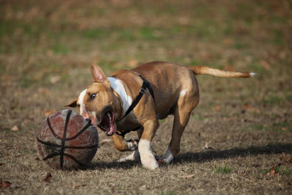 Bullterrier Dexter - I got you! billede 27