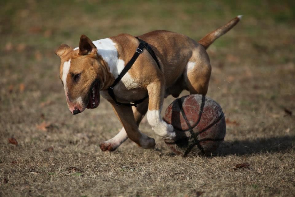 Bullterrier Dexter billede 28