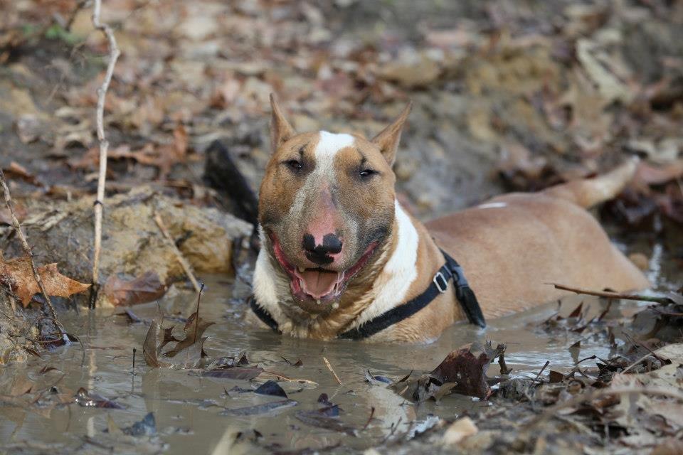 Bullterrier Dexter - Mig? Beskidt? Nej da ;O) billede 29