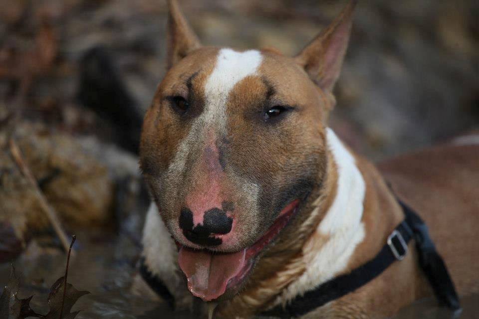 Bullterrier Dexter billede 30