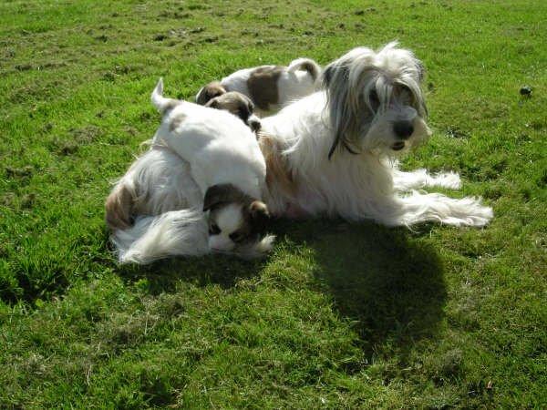 Blanding af racer Aslan - Aslans mor billede 8