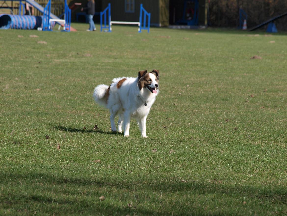 Blanding af racer Aslan billede 9