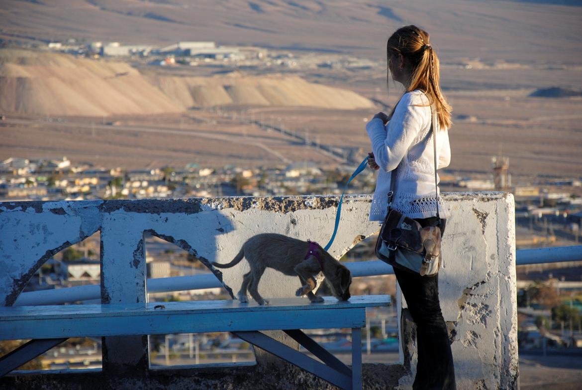 Blanding af racer Nala billede 8