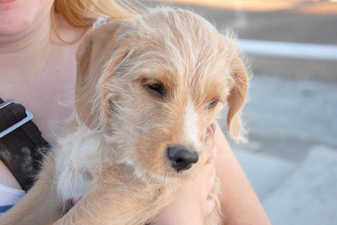 Blanding af racer Nala billede 9