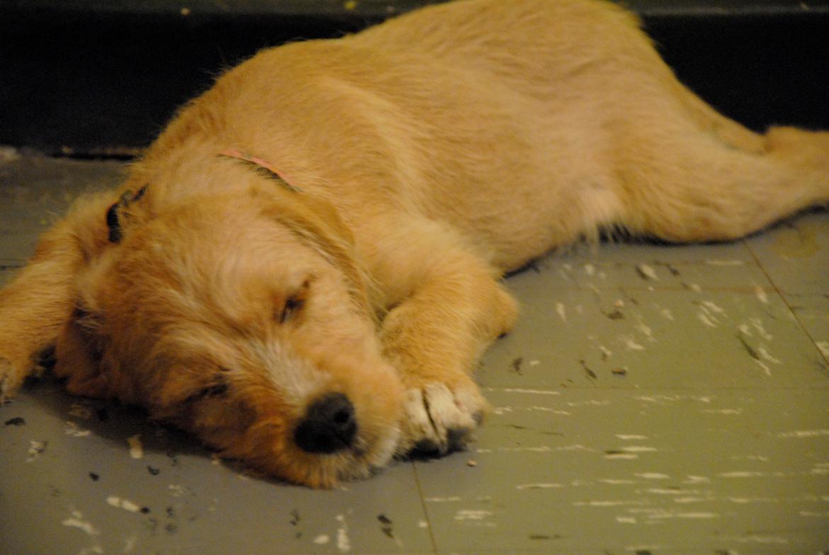 Blanding af racer Nala billede 10