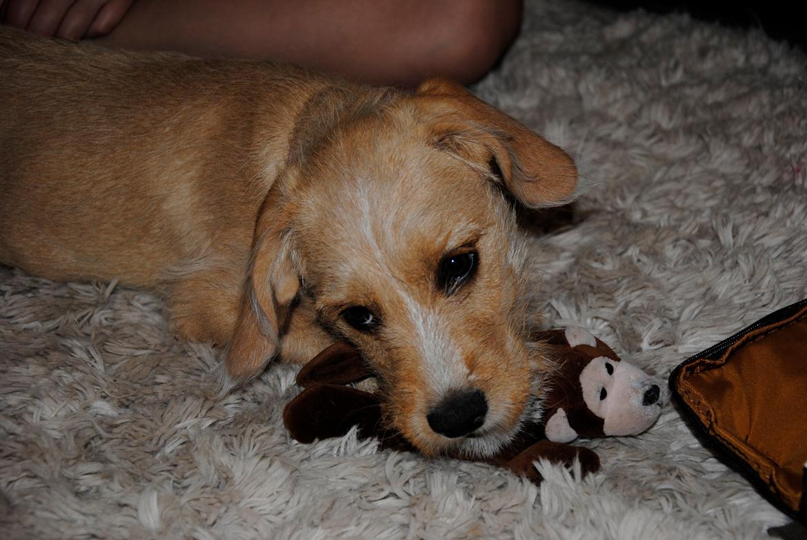 Blanding af racer Nala billede 11