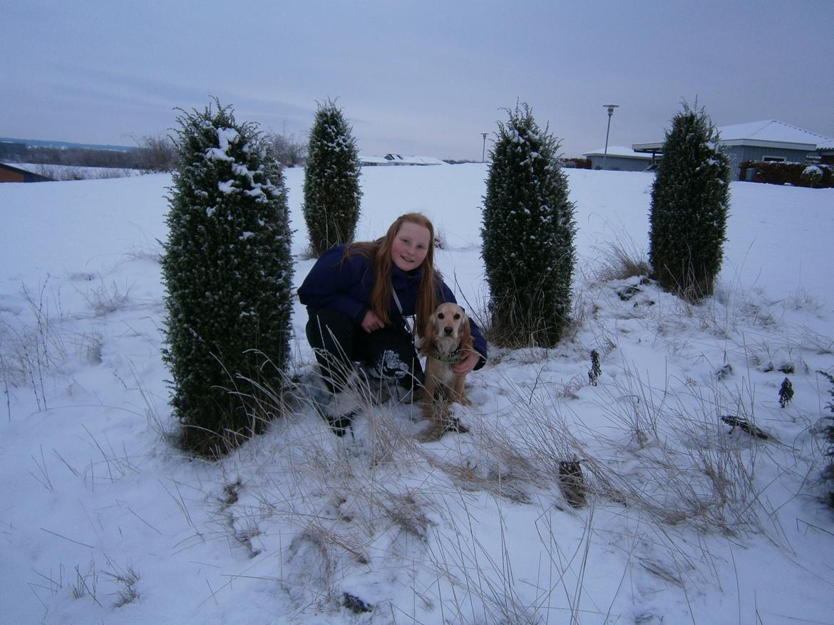 Cocker spaniel Cocio  - En ven er en, som ved alt om dig, og alligevel kan lide dig. billede 17