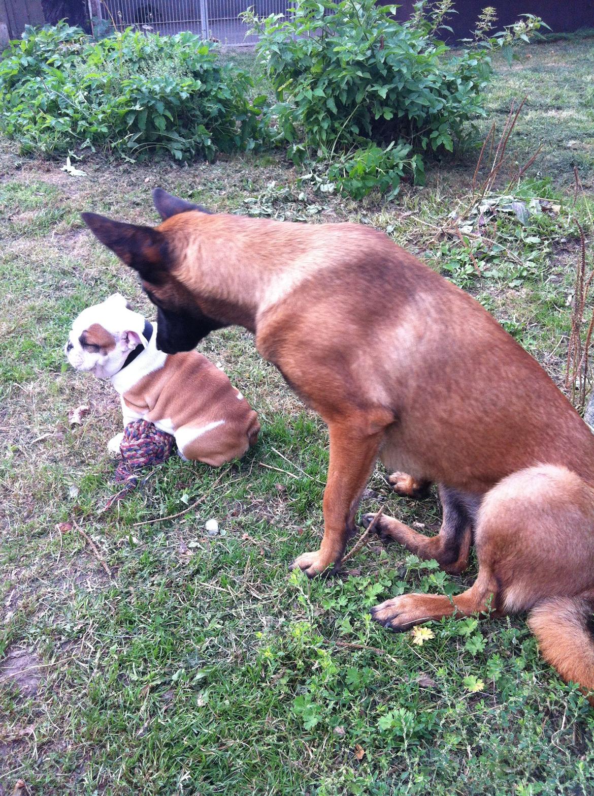 Engelsk bulldog Arthur billede 3