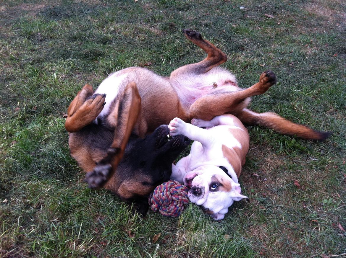 Engelsk bulldog Arthur billede 4