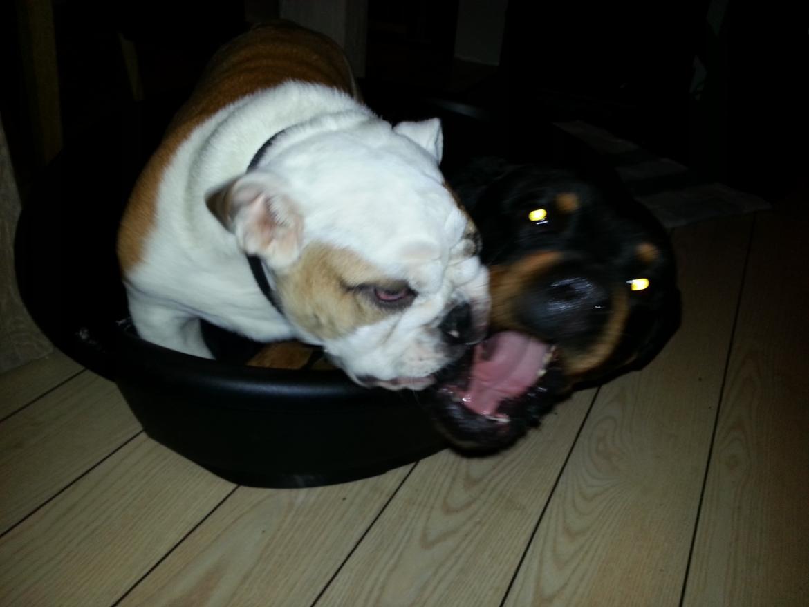 Engelsk bulldog Arthur billede 5