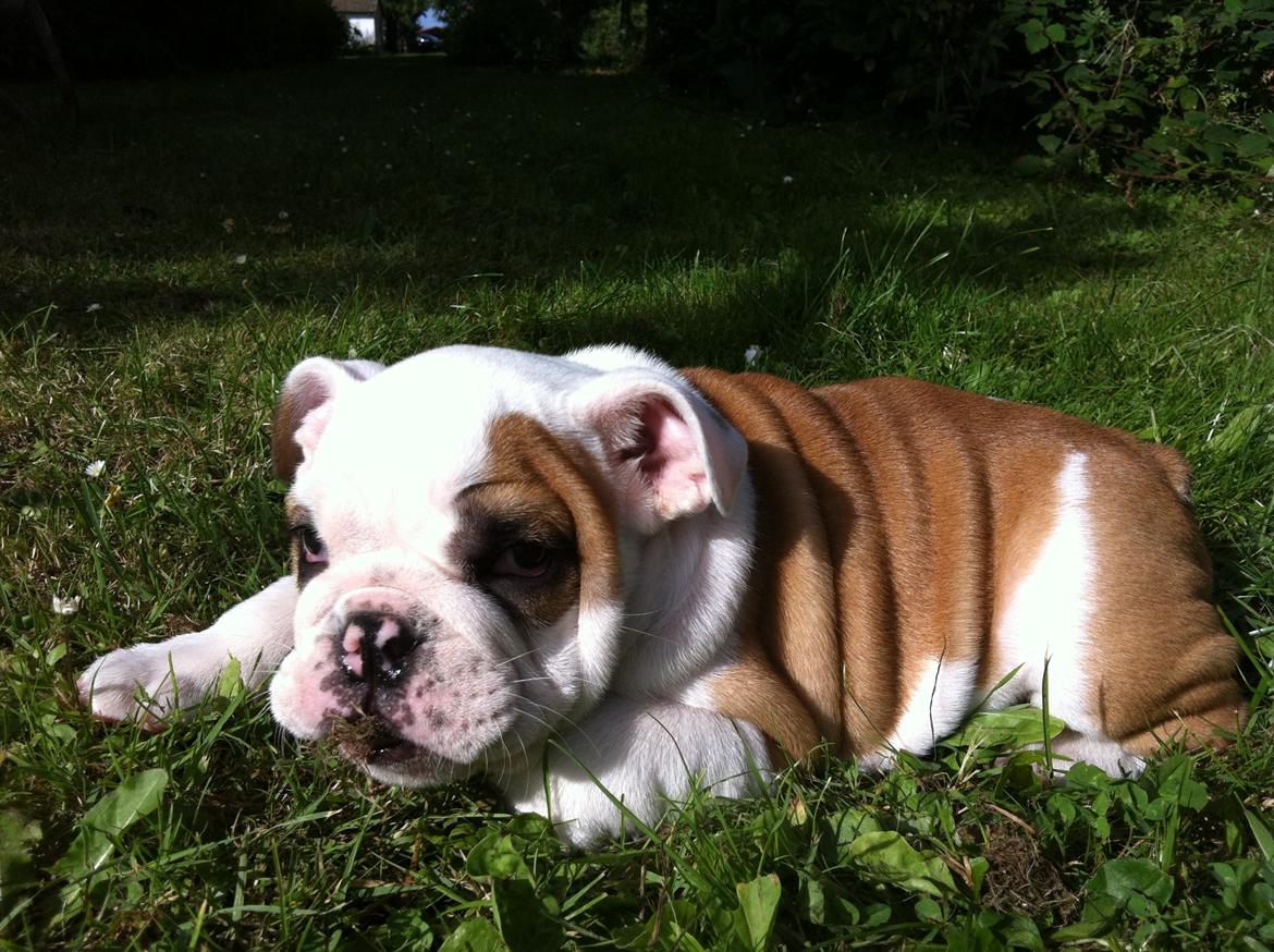 Engelsk bulldog Arthur billede 6