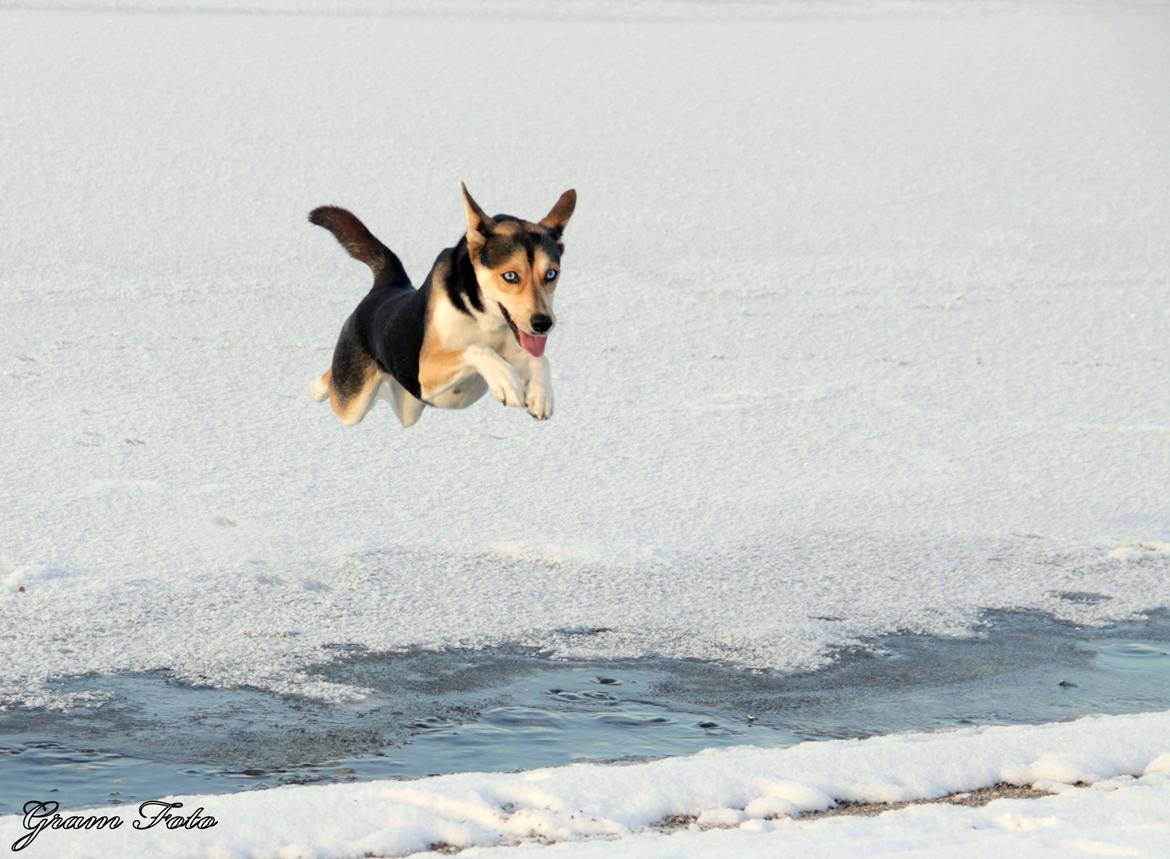 Blanding af racer Nishka billede 18