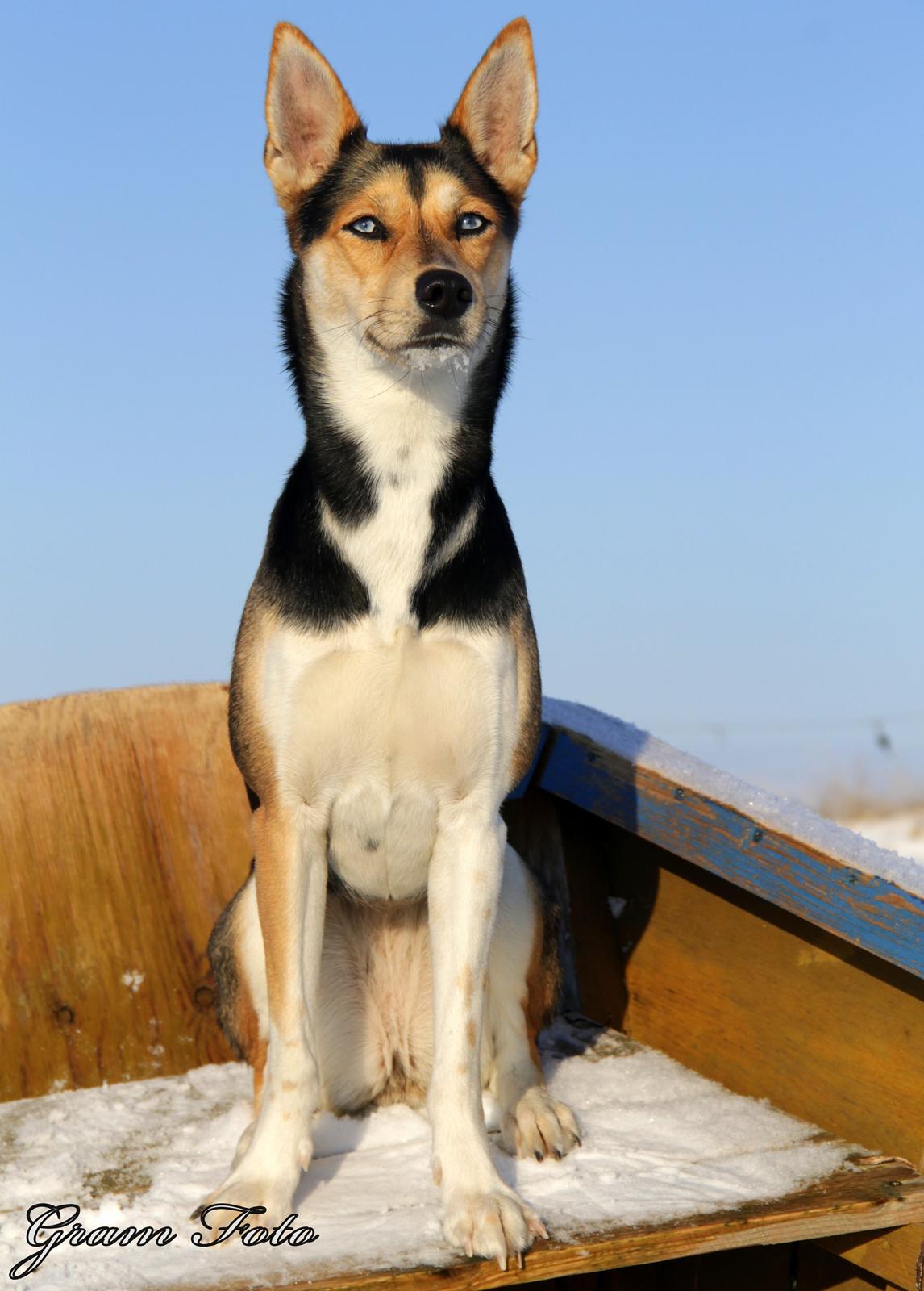 Blanding af racer Nishka billede 19